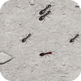 Bu Karıncaları Ez 2 Oyunu