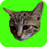 Kedileri Yakala Oyunu