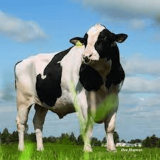 Sığır Hafıza Eşleştirmesi Oyunu