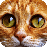 Yapboz Kediler Oyunu